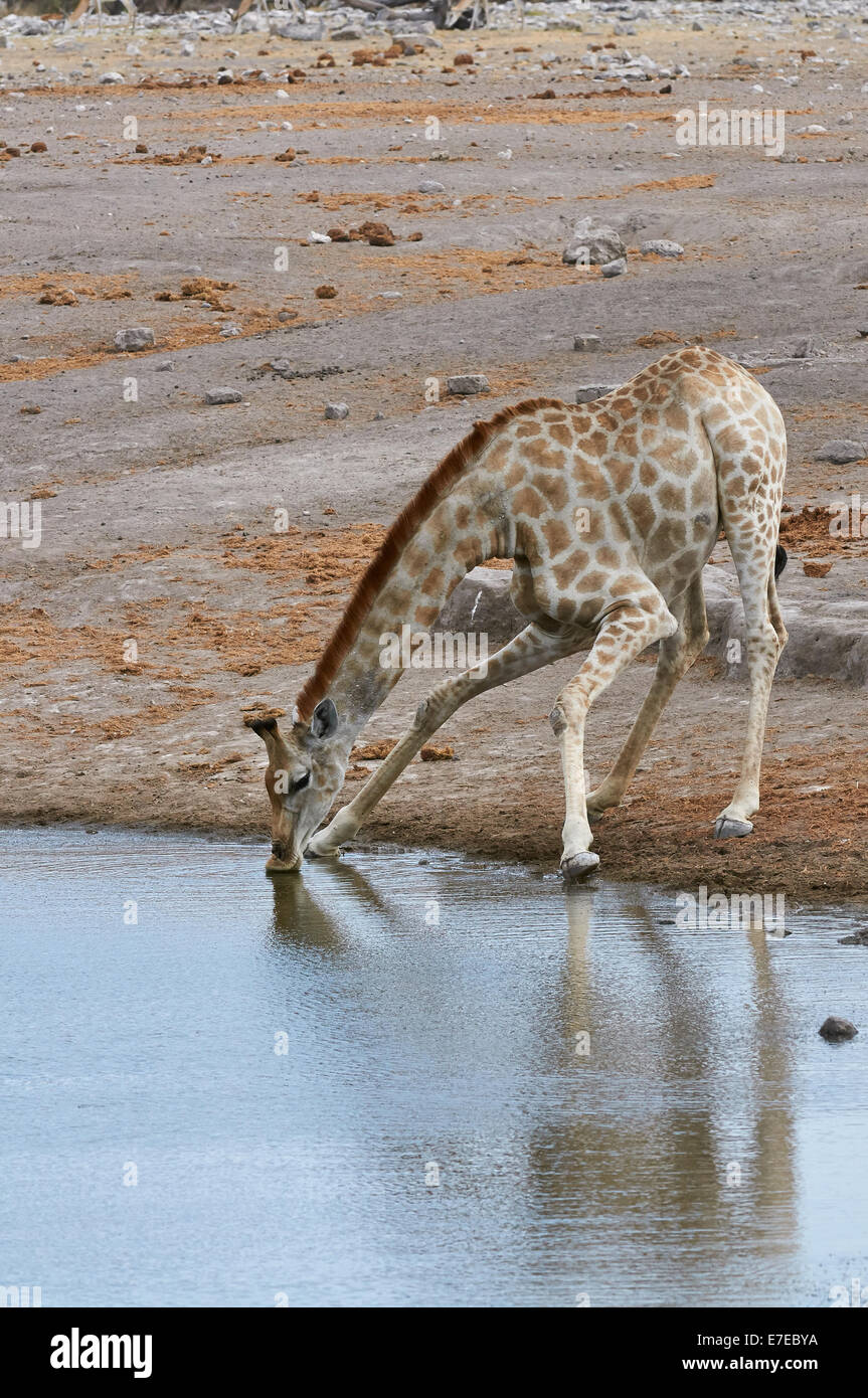 Giraffe trinken an einem Wasserloch im Etosha National Park Stockfoto