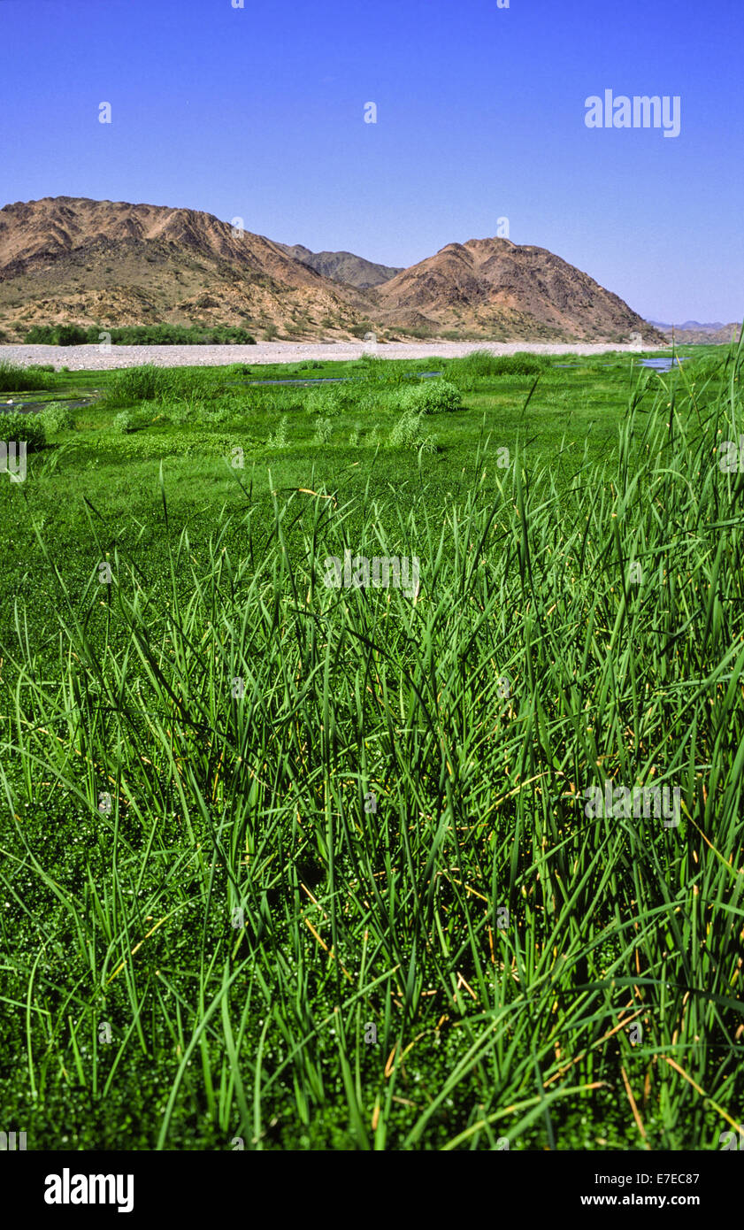 SCHILF UND GRÄSER WACHSEN ENTLANG A THERMISCHE HEIßE WASSER FLUSS IN SAUDI ARABIEN Stockfoto