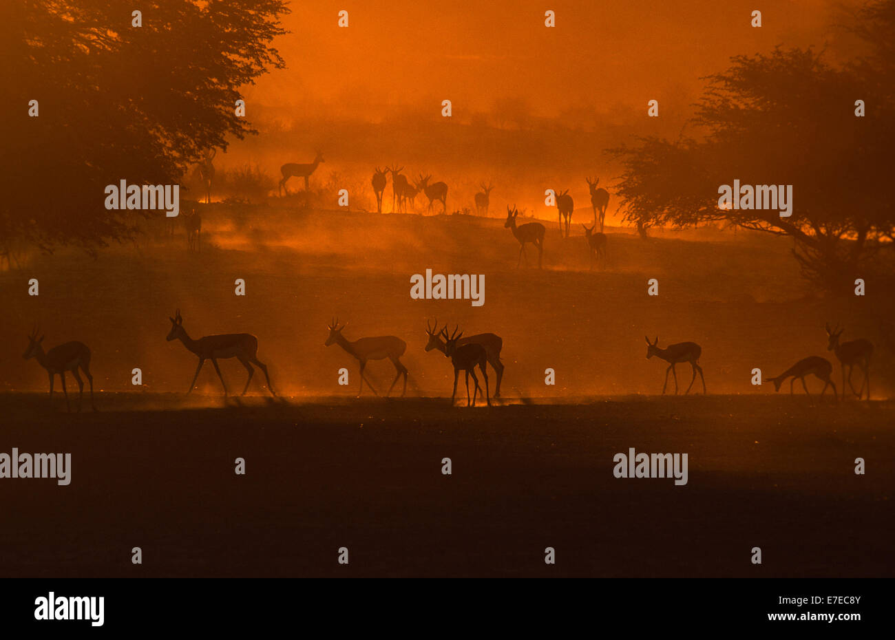 SPRINGBOK-HERDE BEI SONNENAUFGANG IN DER WÜSTE KALAHARI SÜDAFRIKA Stockfoto