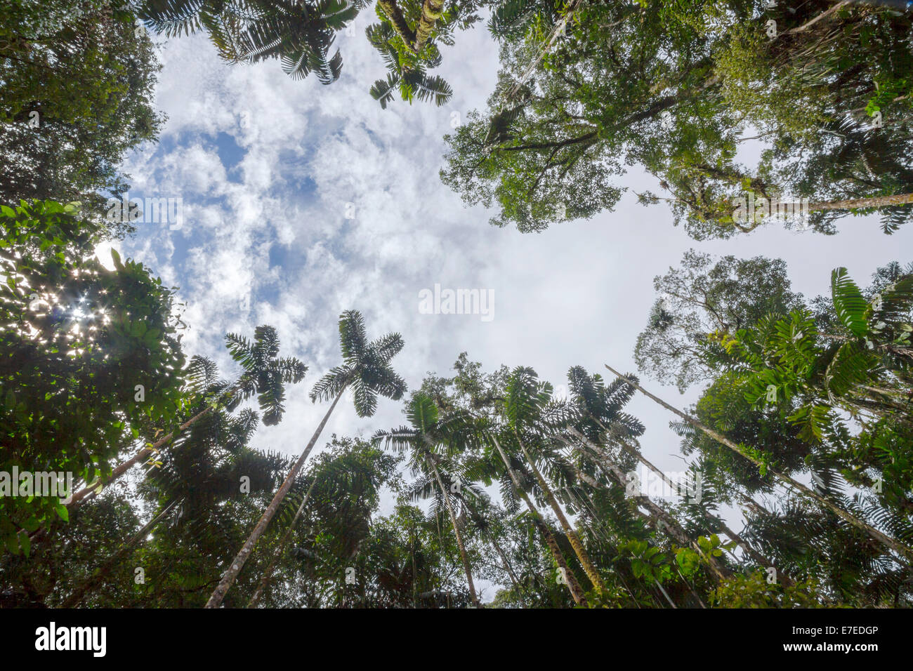 Blick bis zu der Himmel über einem Baum fallen Lücke im tropischen Regenwald im ecuadorianischen Amazonasgebiet. Ein Baum Herbst Spalt ist ein Loch in der fo Stockfoto