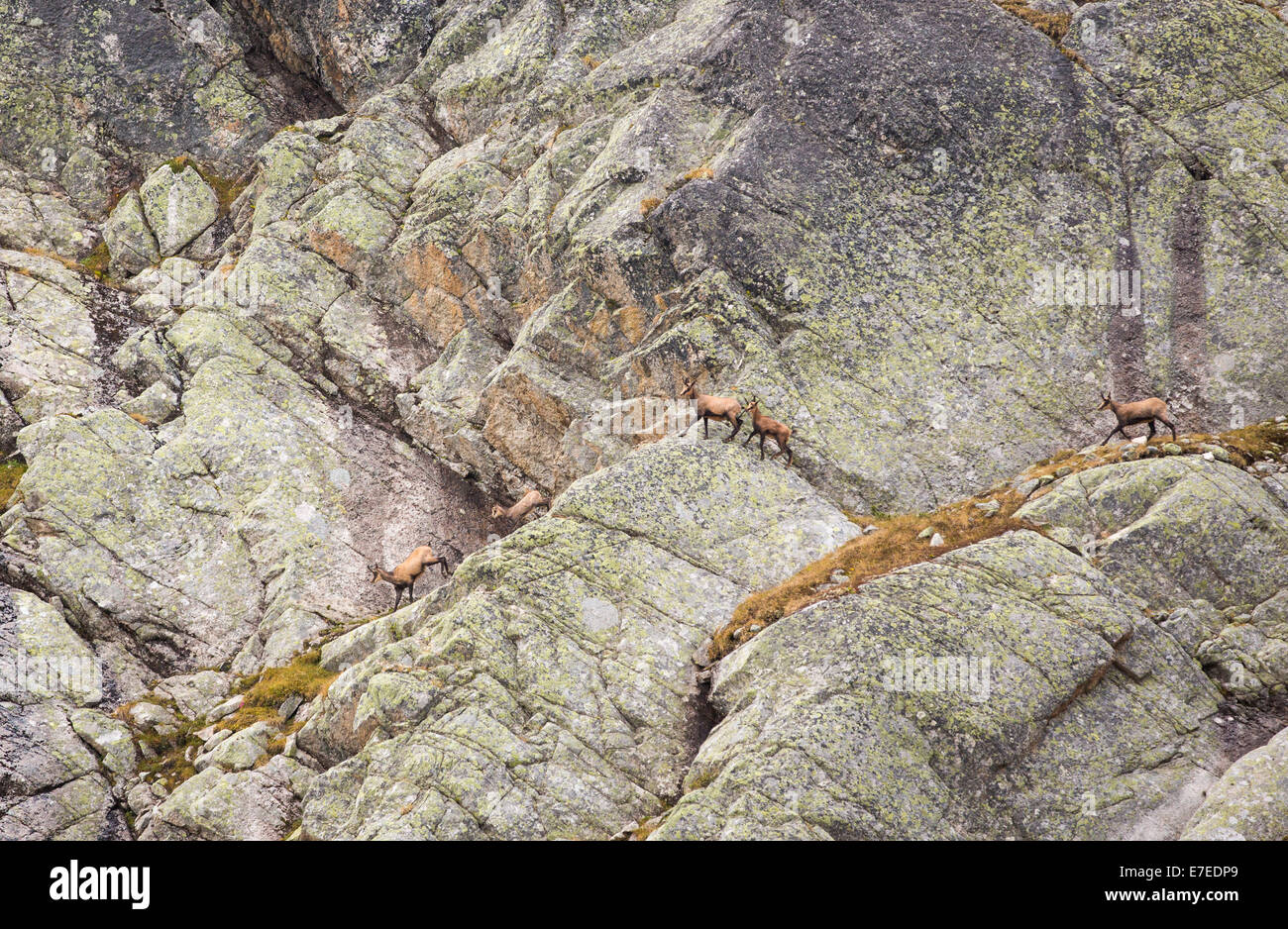Gämse, Rupicapra Rupicapra, auf einer Felswand in der Nähe von Cabanne D'Orny in den Schweizer Alpen. Stockfoto