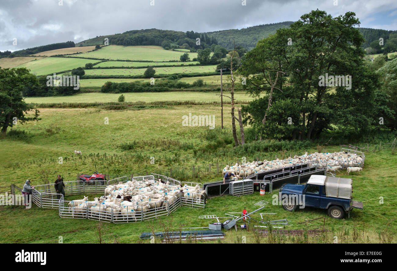 Aufrundung Schafe auf einer walisischen Hill Farm nahe Knighton, Powys, UK Stockfoto