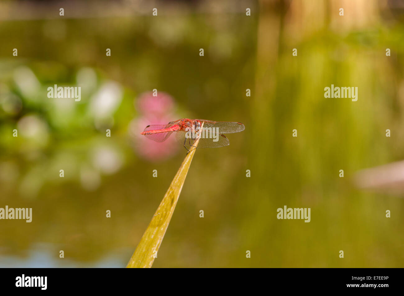 Farbe rot Libelle thront auf einem Ast Stockfoto