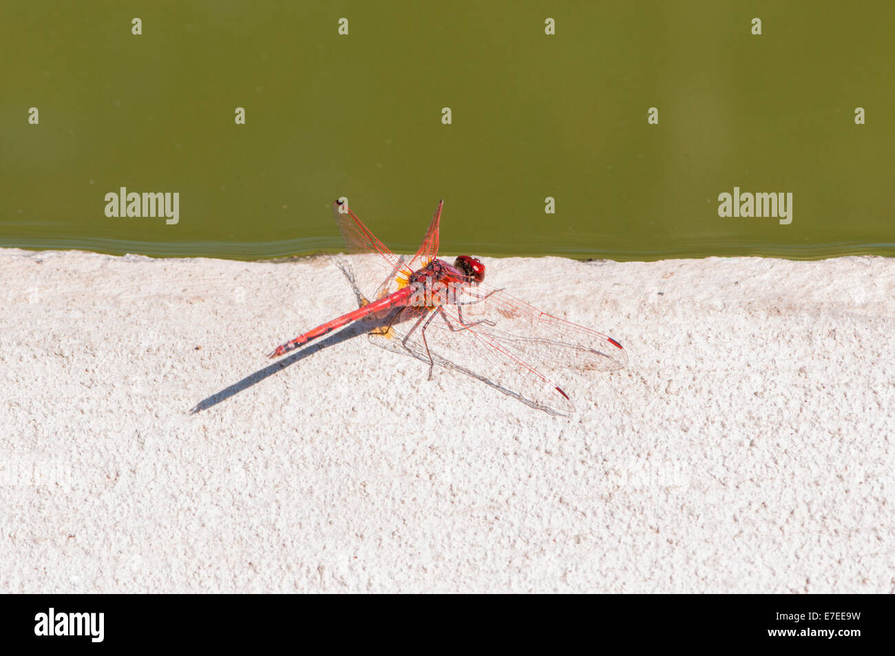 Farbe rot Libelle thront auf einem Ast Stockfoto
