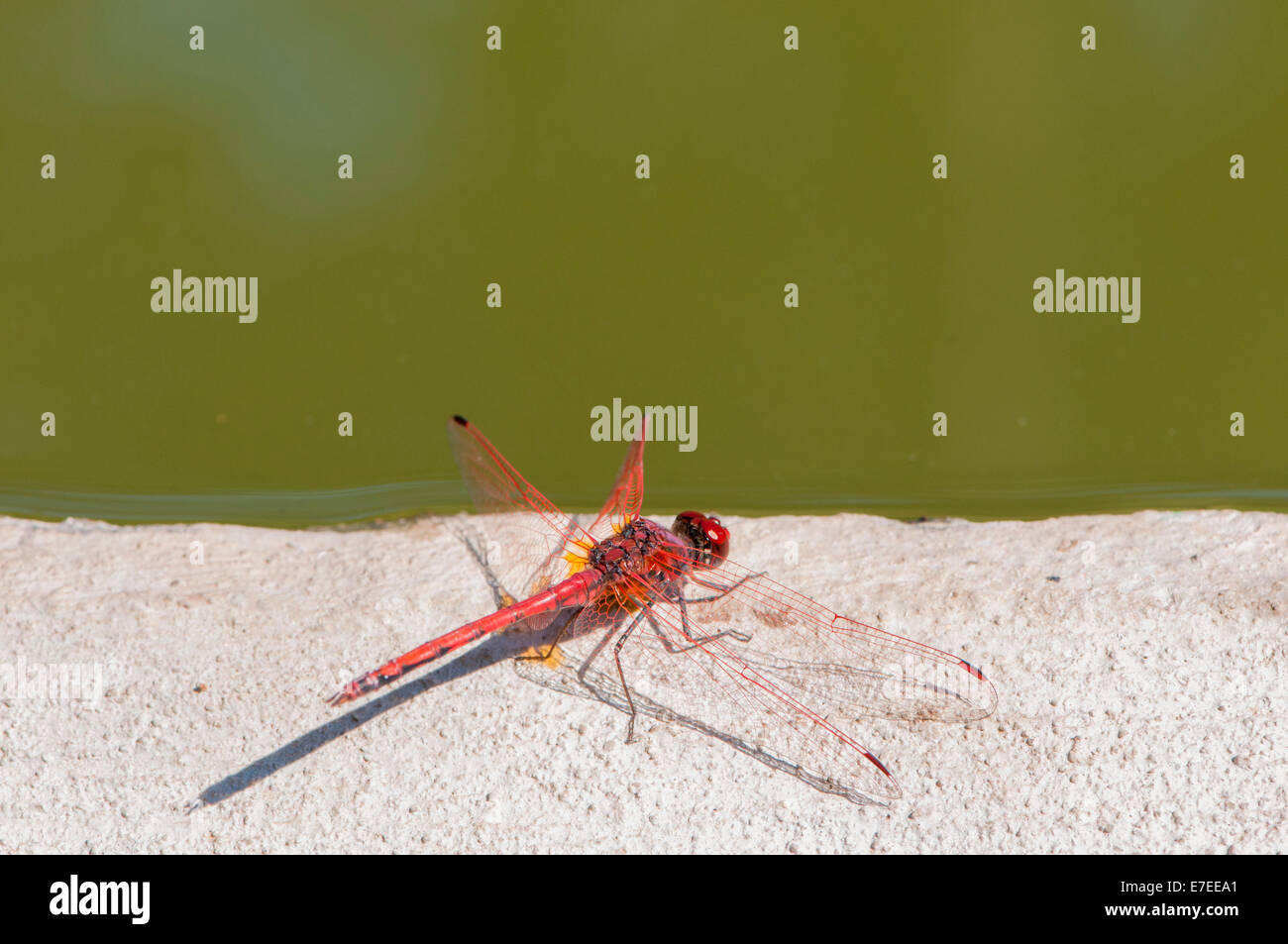 Farbe rot Libelle thront auf einem Ast Stockfoto