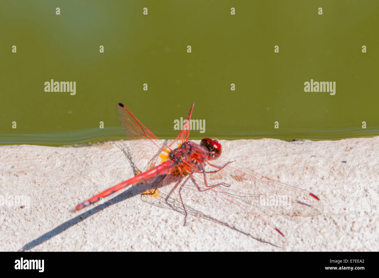 Farbe rot Libelle thront auf einem Ast Stockfoto