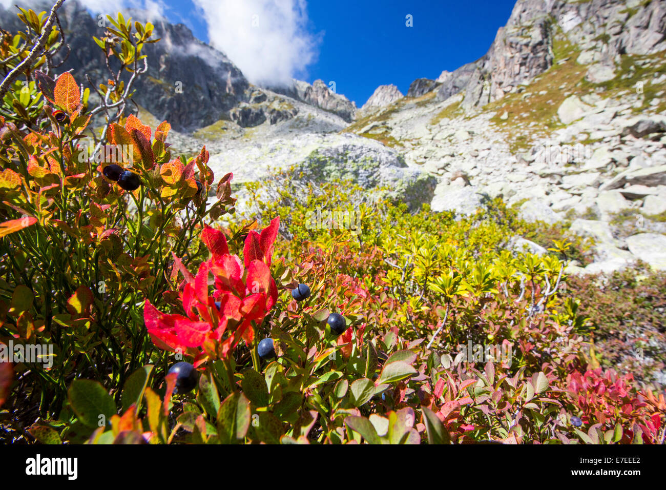 Heidelbeeren in Herbstzeit in der Val D' Arpette in den Schweizer Alpen. Stockfoto
