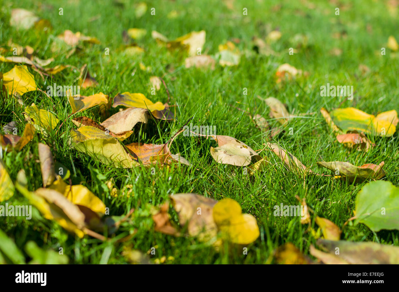 Viele bunte Herbstlaub auf der grünen Wiese Stockfoto