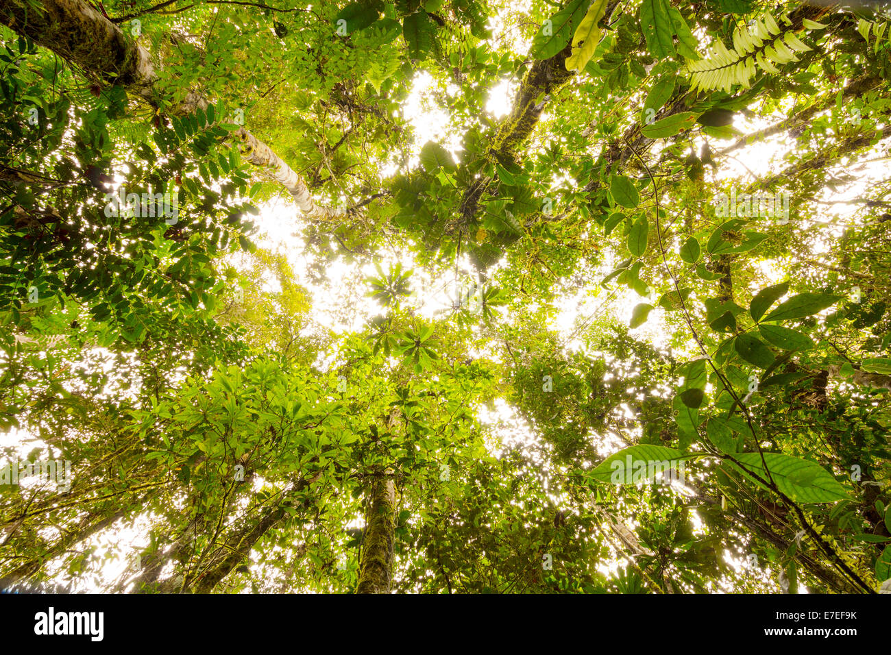 Blick hinauf zu den Regenwald im ecuadorianischen Amazonasgebiet. Stockfoto