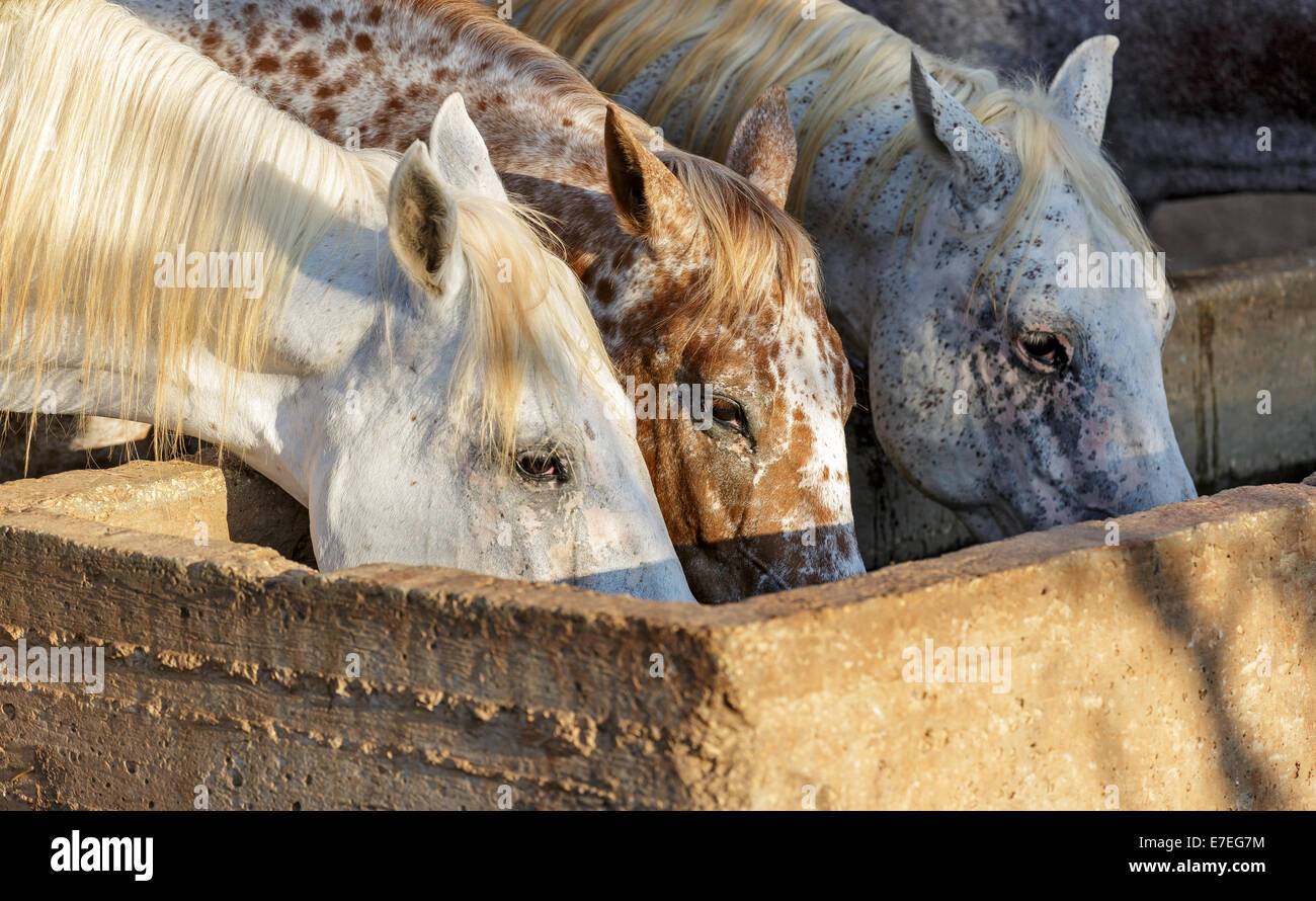 Porträt von einem Pferd-Trinkwasser Stockfoto