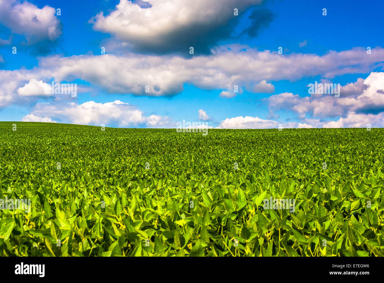 Felder der Sojabohne in ländlichen Baltimore County, Maryland. Stockfoto