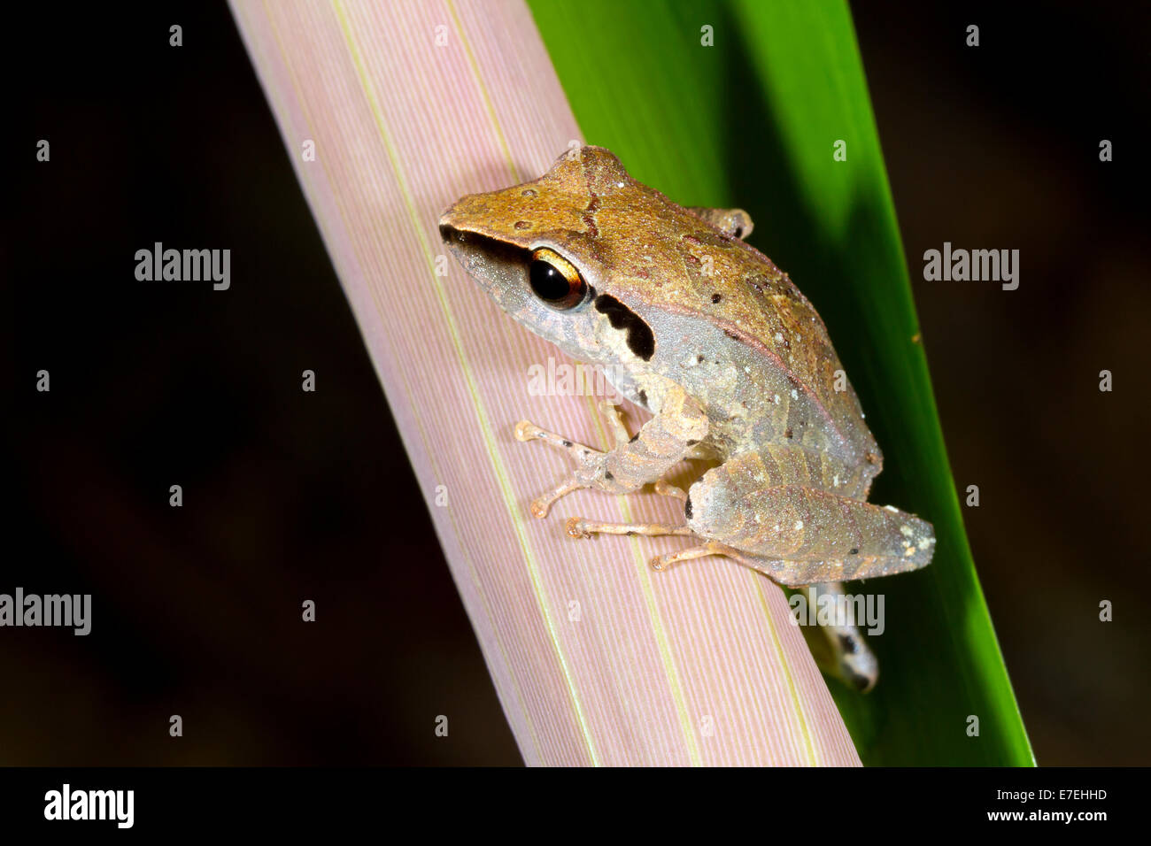 Peruanischen Regen Frosch (Pristimantis Peruvianus). auf einem Blatt im Regenwald Ecuadors Stockfoto