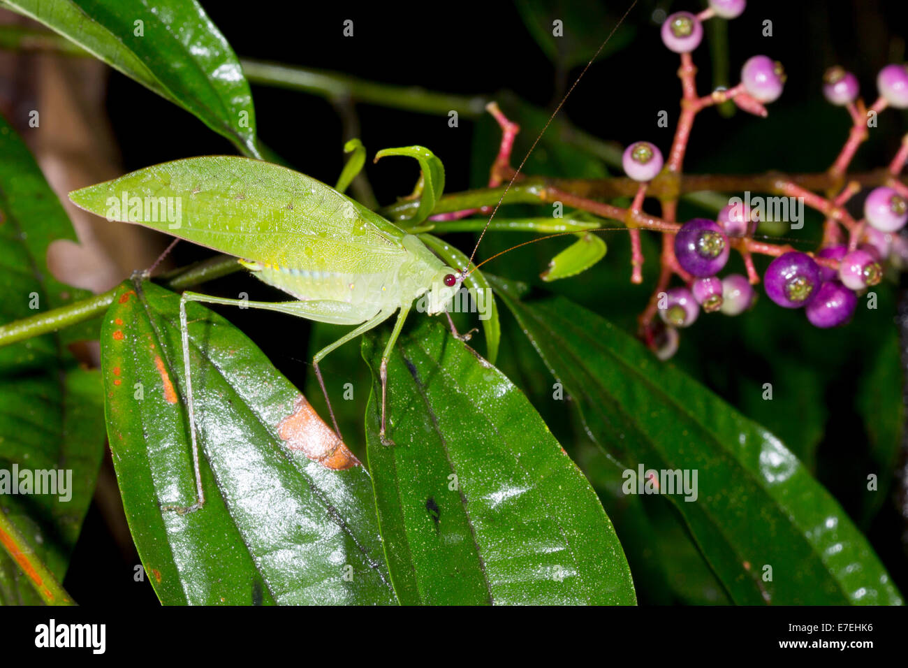 Eine grüne Katidid auf einem blühenden Strauch im Regenwald Ecuadors Stockfoto