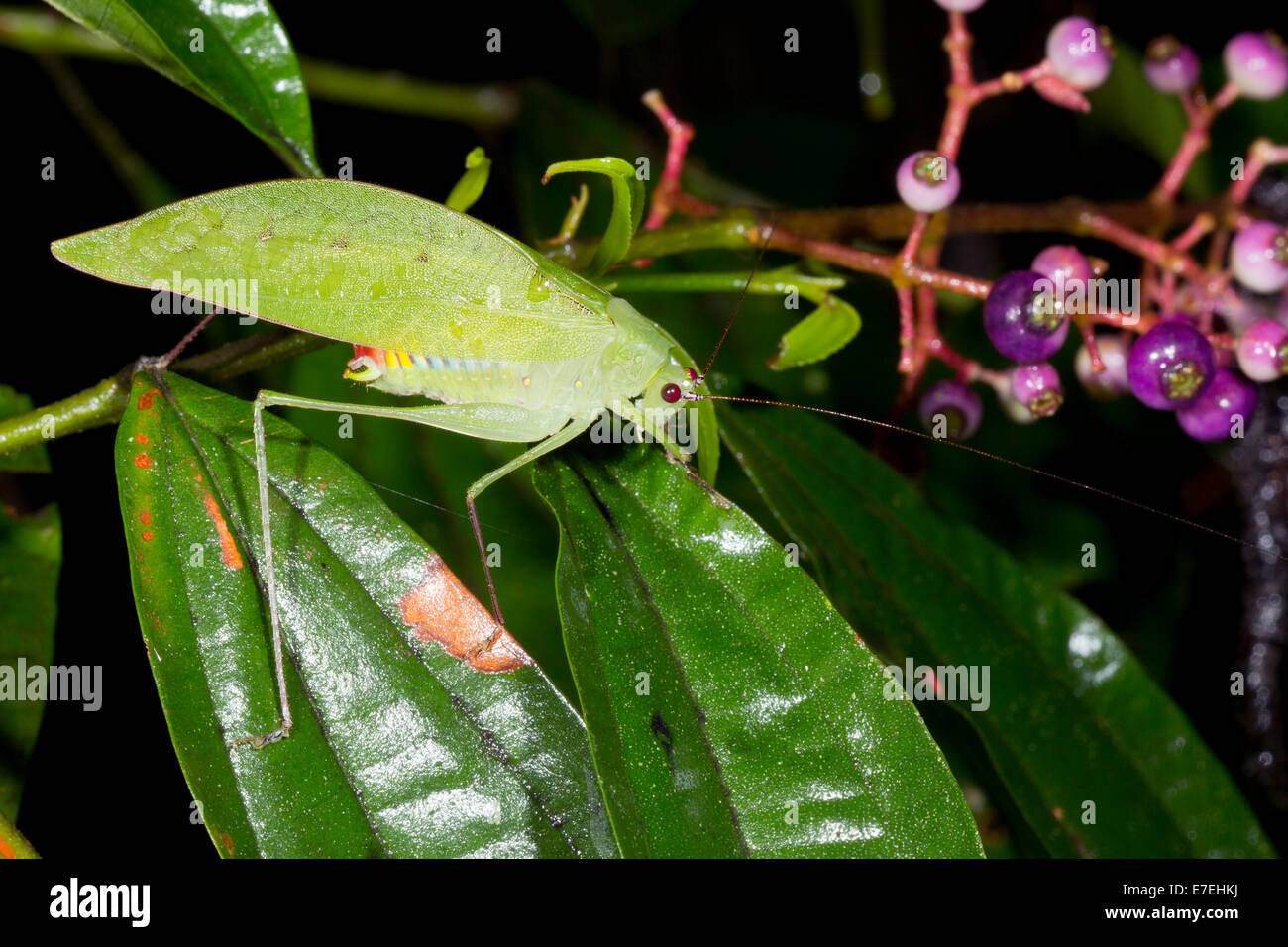 Eine grüne Katidid auf einem blühenden Strauch im Regenwald Ecuadors Stockfoto