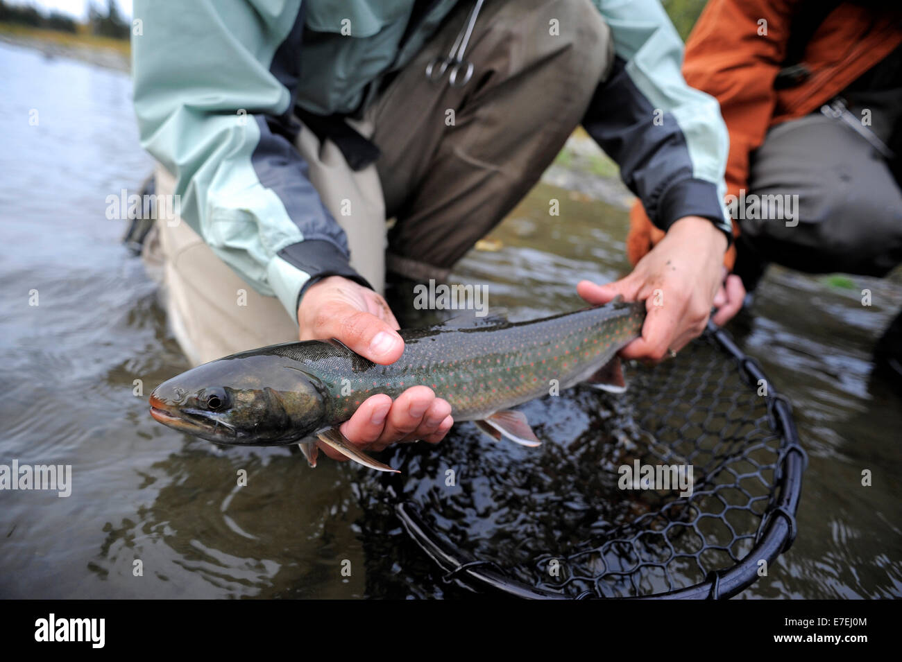 Dolly Varden Saibling gefangen auf Deep Creek auf der westlichen Halbinsel Kenai, Alaska, September 2009.  Fließt in Cook Inlet nördlich von Homer, fallen die Gewässer des Deep Creek und der Anker Fluss Host spät läuft wild Steelhead. Stockfoto