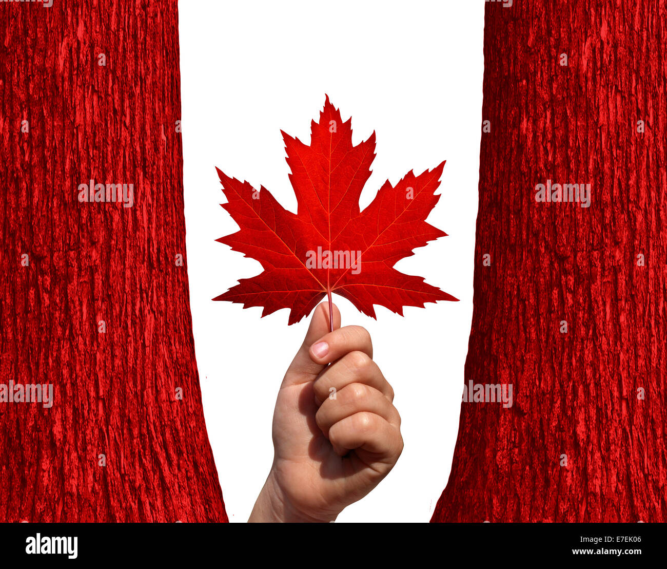 Kanadischen Herbst Konzept als eine Hand hält ein Roter Ahorn Blatt zwischen zwei rote Baumstämme, die isoliert auf einem weißen Hintergrund als Symbol für Kanada und die Umwelt. Stockfoto