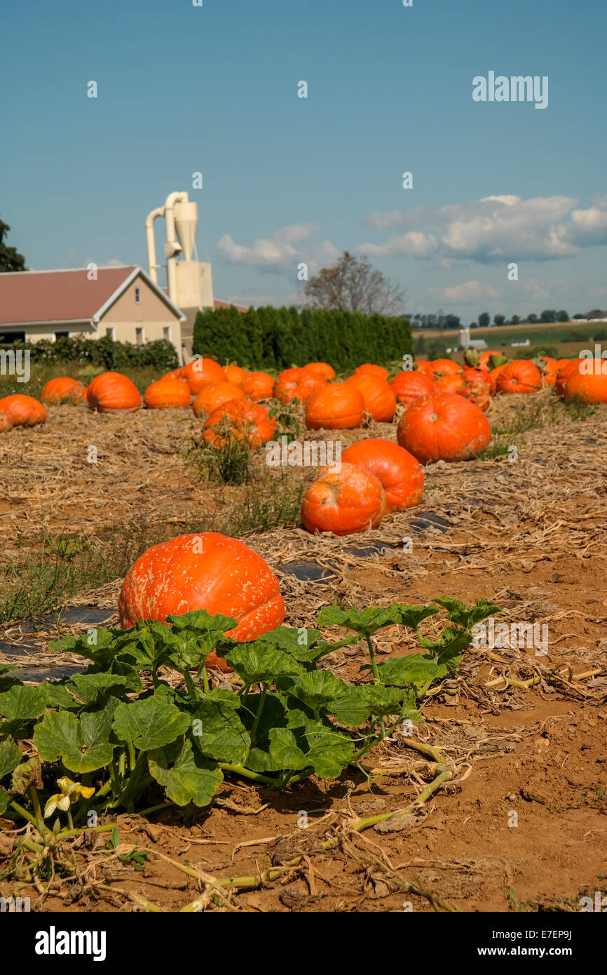 Ein Kürbis Feld auf einem amischen Bauernhof in Lancaster County, PA Stockfoto