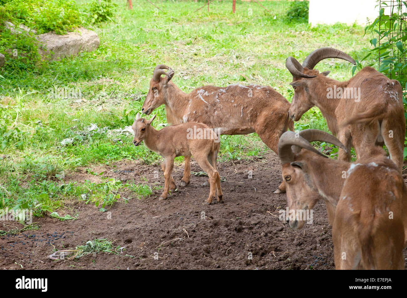 Gruppe von Ziegen Stockfoto