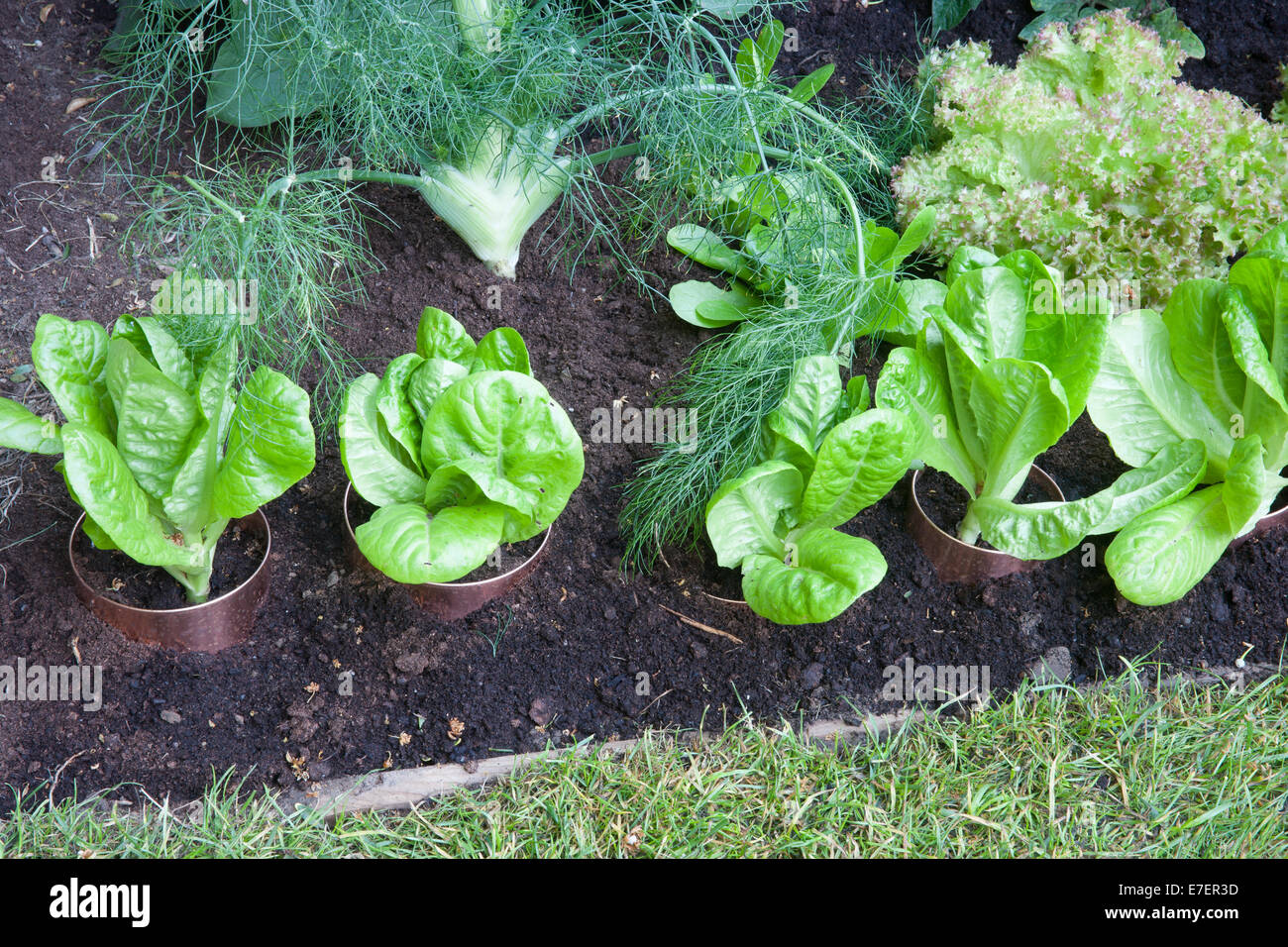 Garten - Igel - mit Blick auf Garten Salat Kleinod wachsen in Kupferrohren für Metallklumpen und Schnecken Stockfoto