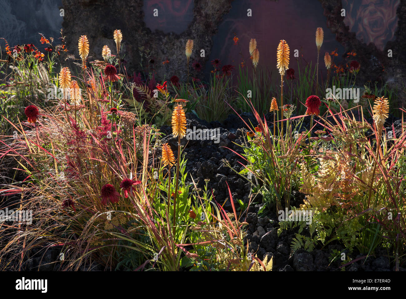 Garten - Zorn - Eruption des ungeheilten Wut - Blick auf Garten mit Lava-Bett und Pflanzung von Kniphophia Tetbury T Stockfoto