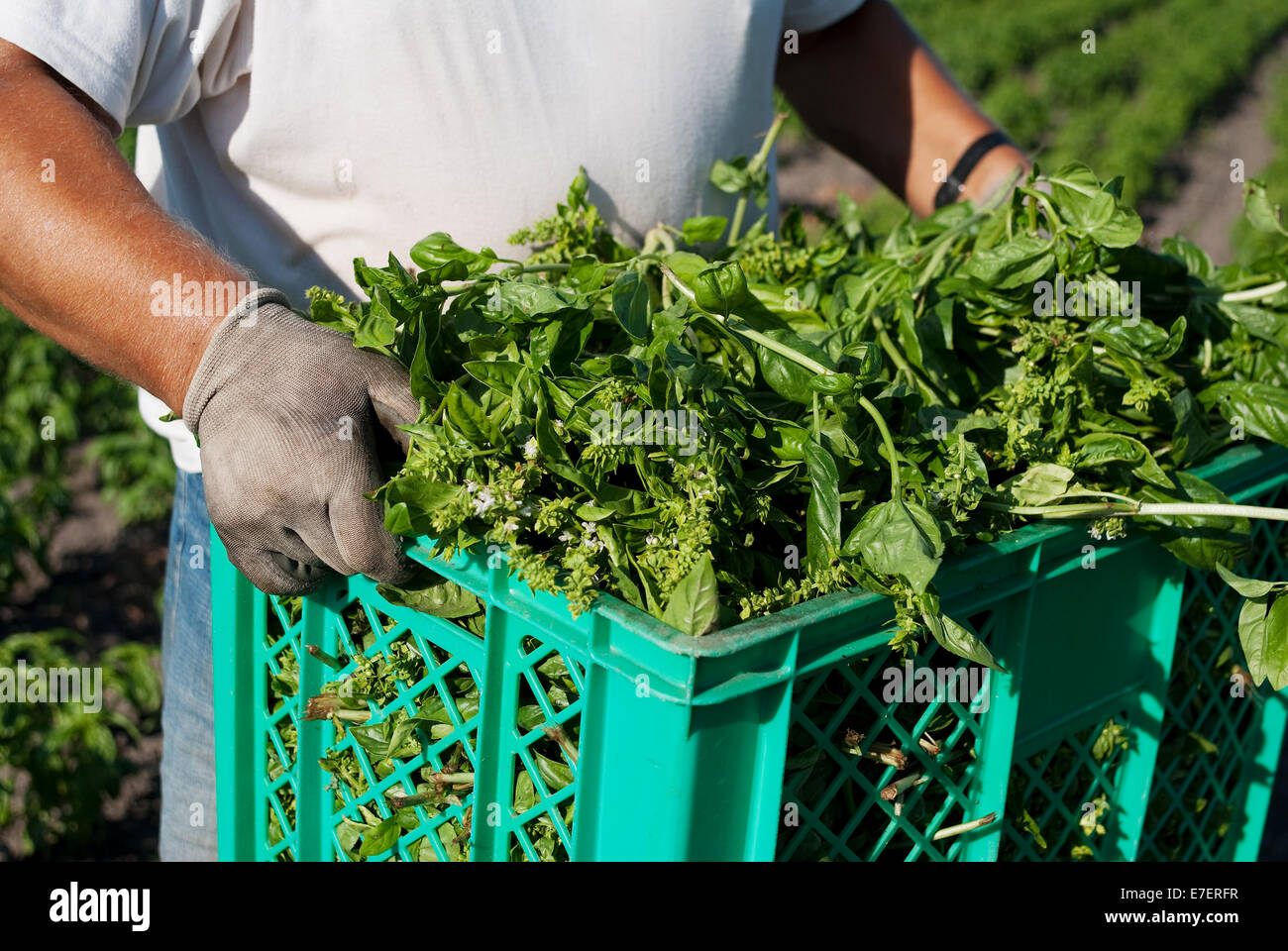 Männliche Bauer wirft Korb voll mit Basilikum. Erntezeit auf Bio-Plantage. Stockfoto