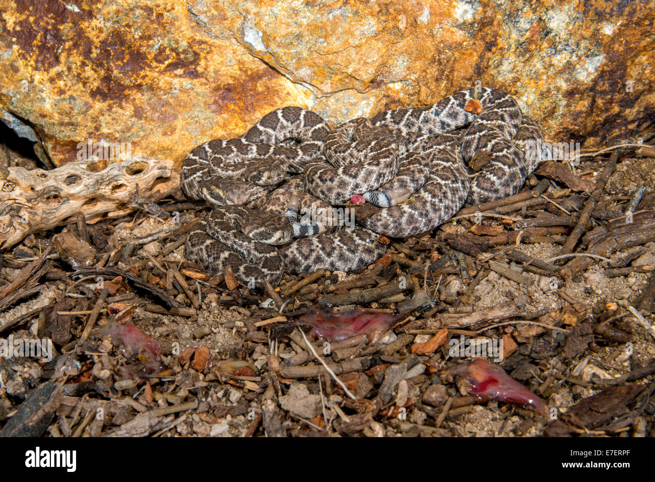 Western Diamondback Klapperschlange Crotalus Atrox Tucson, Pima County, Arizona, USA 28 Juli Jungvögel nur wenige Minuten Stockfoto