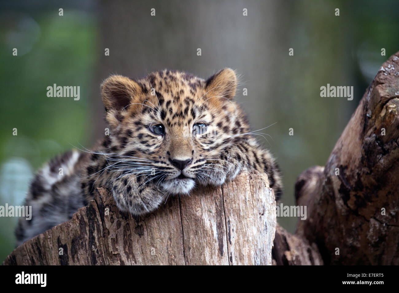 Weibliche Amur Leopard Cub auf Baumstumpf Stockfoto