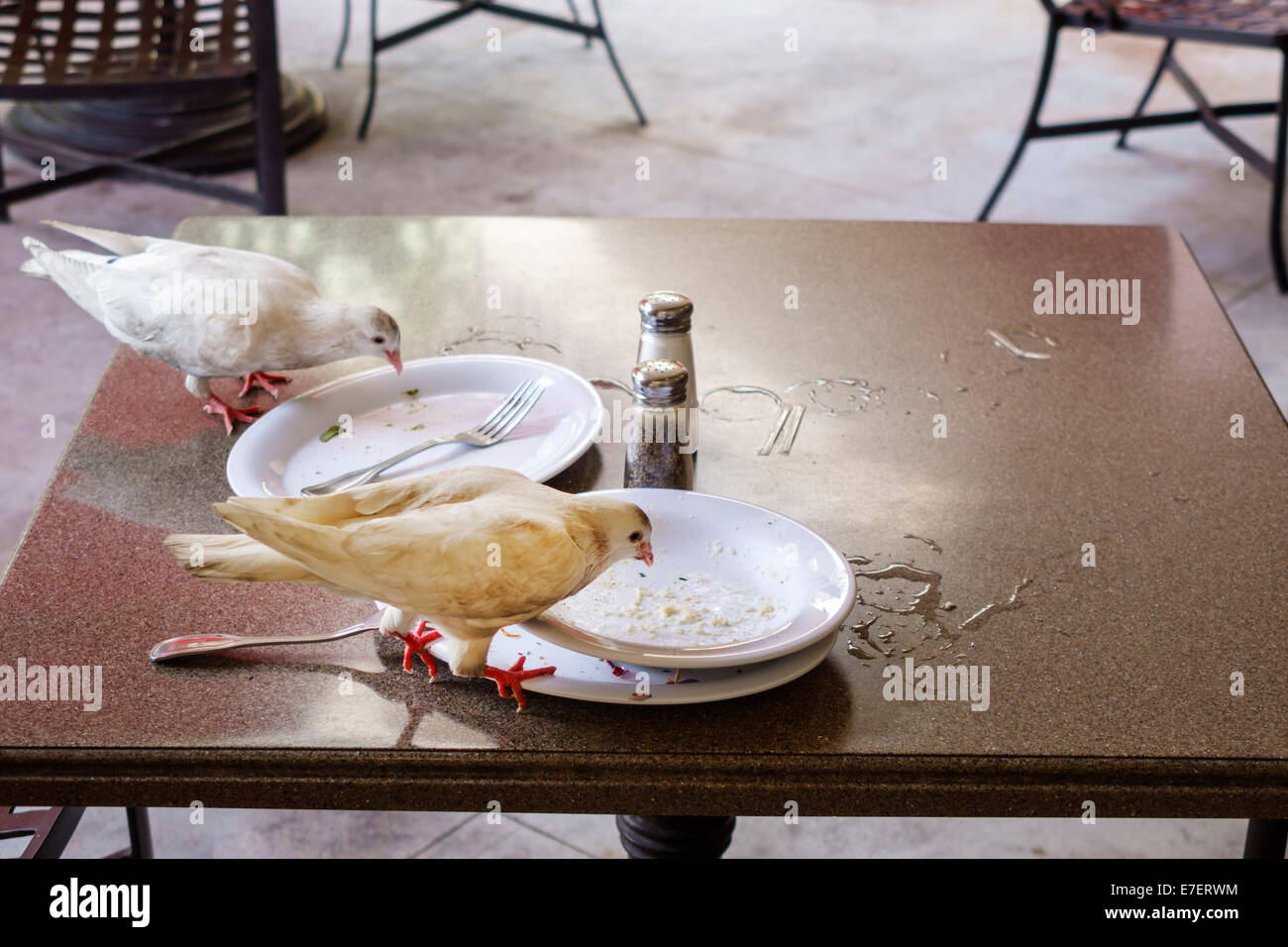 Honolulu Waikiki Beach Hawaii, Hawaiian, Oahu, Außentische im Freien auf dem Bürgersteig, Essen, Restaurant Restaurants Essen Essen Essen Essen Cafe Cafés, Tisch, weiß, Taube, Stockfoto