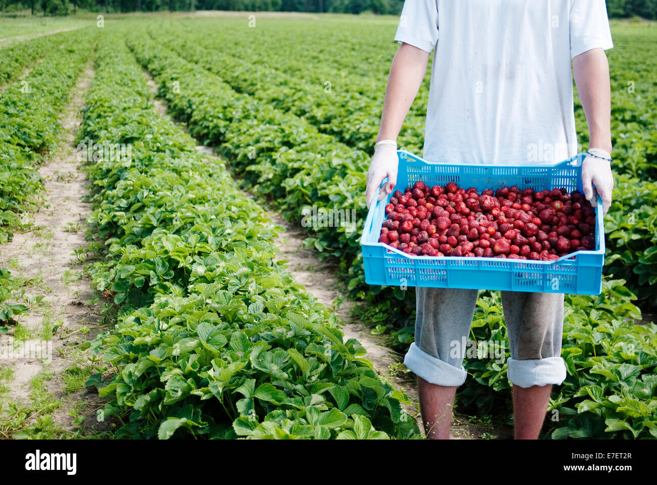 Junglandwirt hält einen Korb voll Erdbeeren. Bio-Plantage. Stockfoto