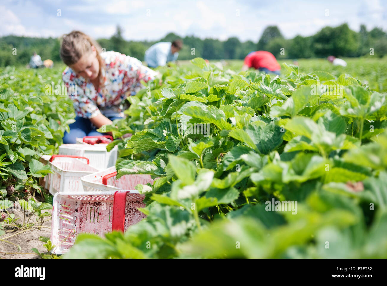 Junge männliche Bauer pflückt Erdbeeren auf Bio-Plantage in der Erntezeit. Stockfoto