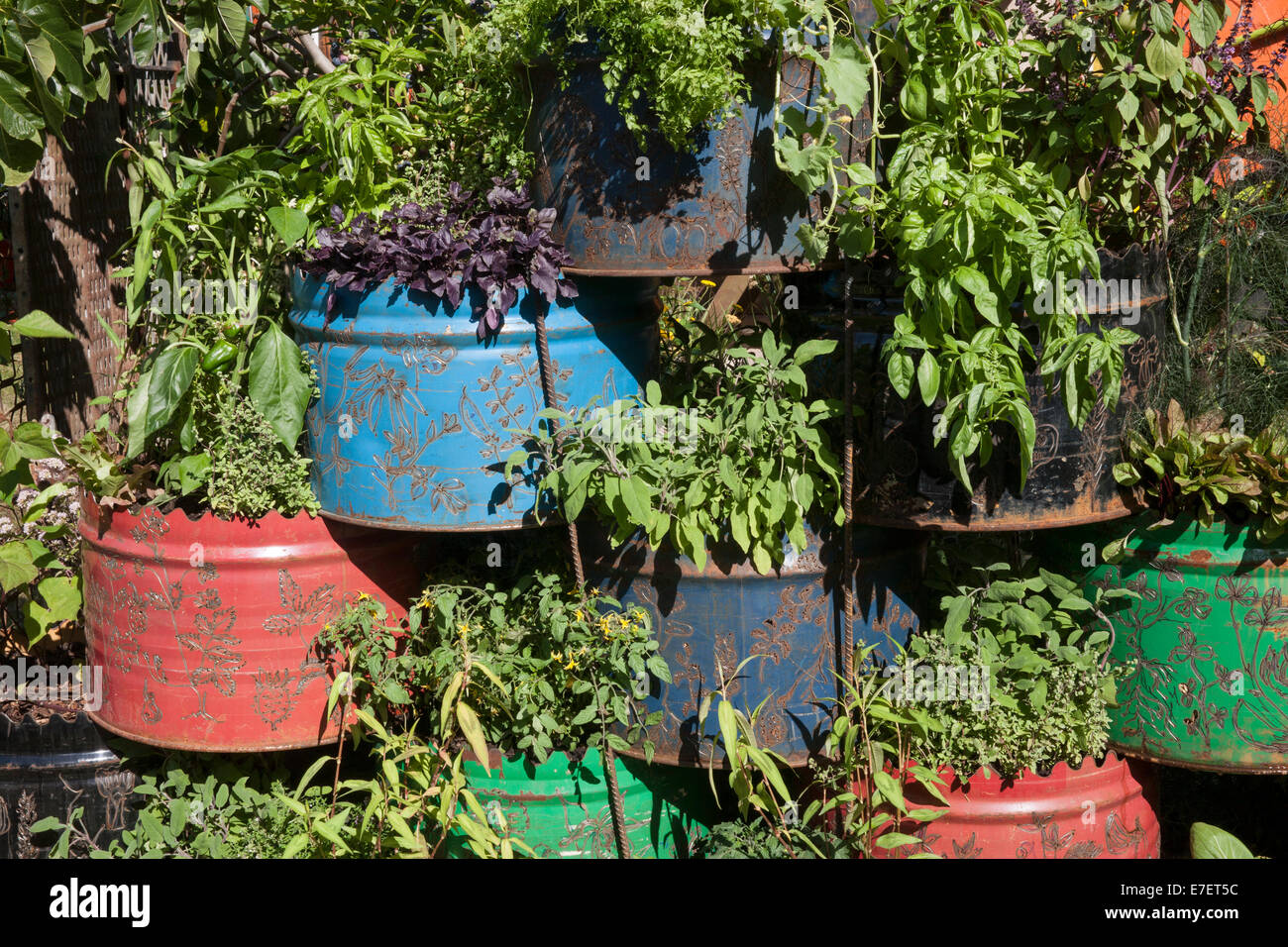 Vertikale kleine Raum Küche Gemeinde Garten Garten Garten aus industriellen wiedergewonnen und wiederverwendet Materialien Kräuter und Tomaten wachsen in Öltrommel Großbritannien Stockfoto