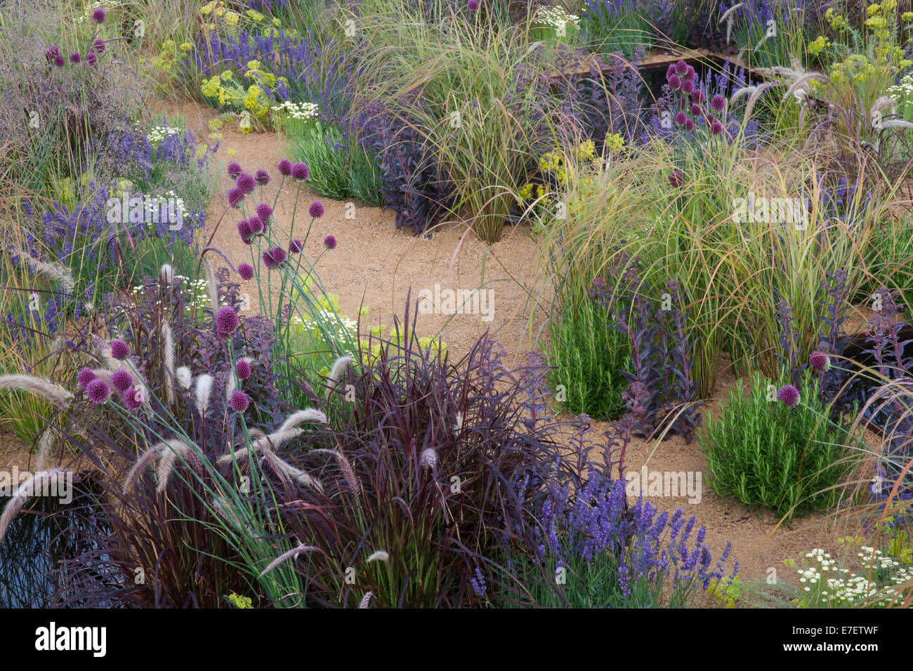 Englischer moderner Kiesgarten mit Pflanzen von Ziergrasgrasen Alliums Lavendel Pflanzen wachsende Blumenbeete Garten Grenze Sommer England GB UK Stockfoto