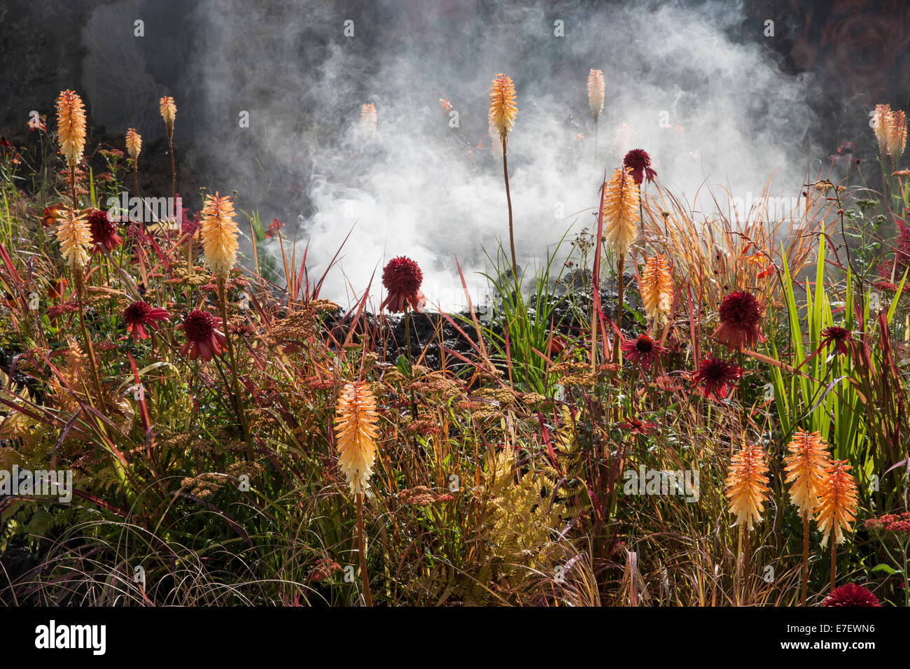 Garten - Zorn - Eruption des ungeheilten Wut - Blick auf Garten mit Lava-Bett und Pflanzung von Kniphophia Tetbury Stockfoto