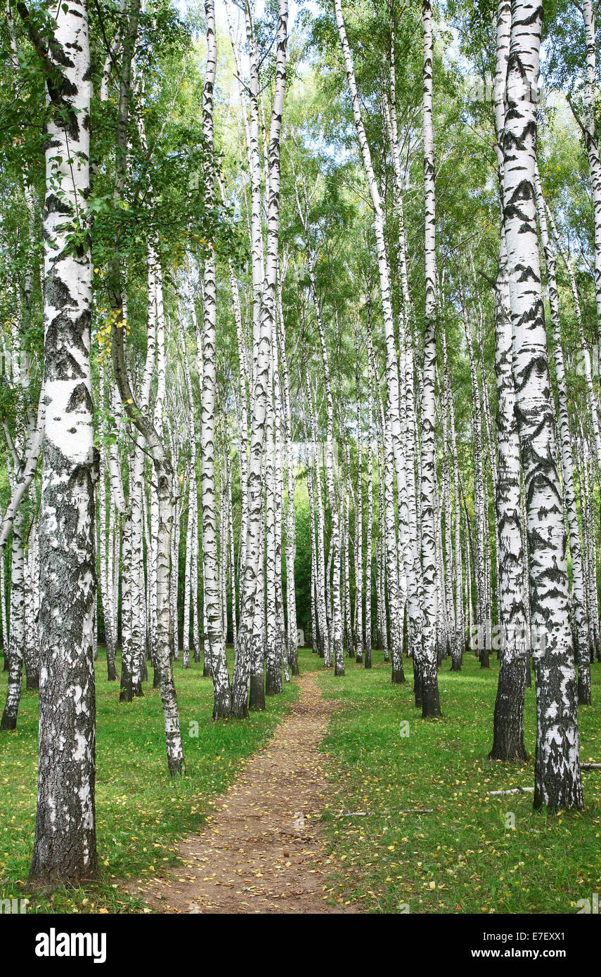 Weg im Herbst Birkenwald Stockfoto