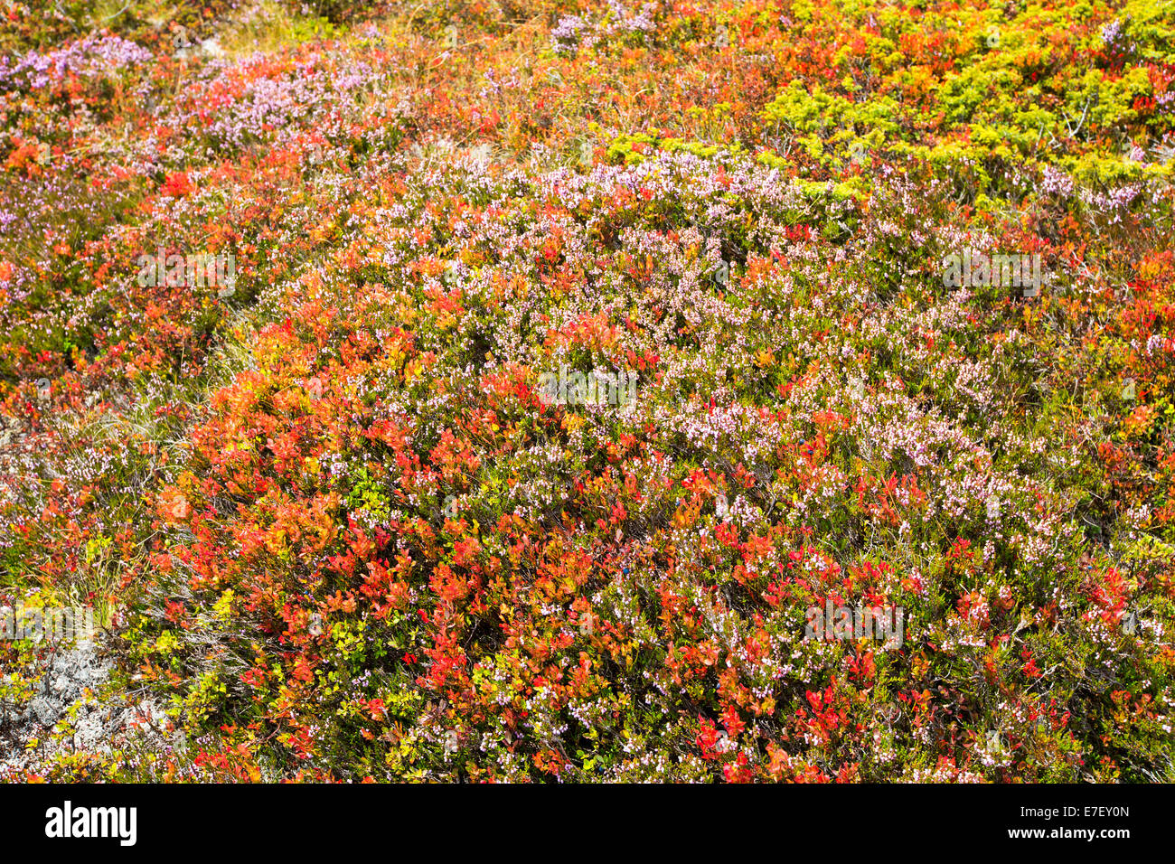 Heidelbeere Pflanzen im Spätsommer rot einschalten Aiguillette des Posettes oben Argentiere, Frankreich. Stockfoto