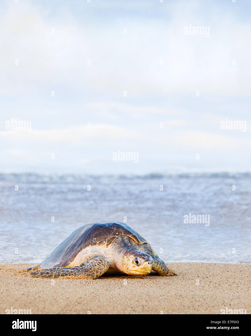 Erwachsenen Olive Ridley Turtle zieht sich an Land zur Eiablage am Strand von Ixtapilla, Michoacan, Mexiko. Stockfoto