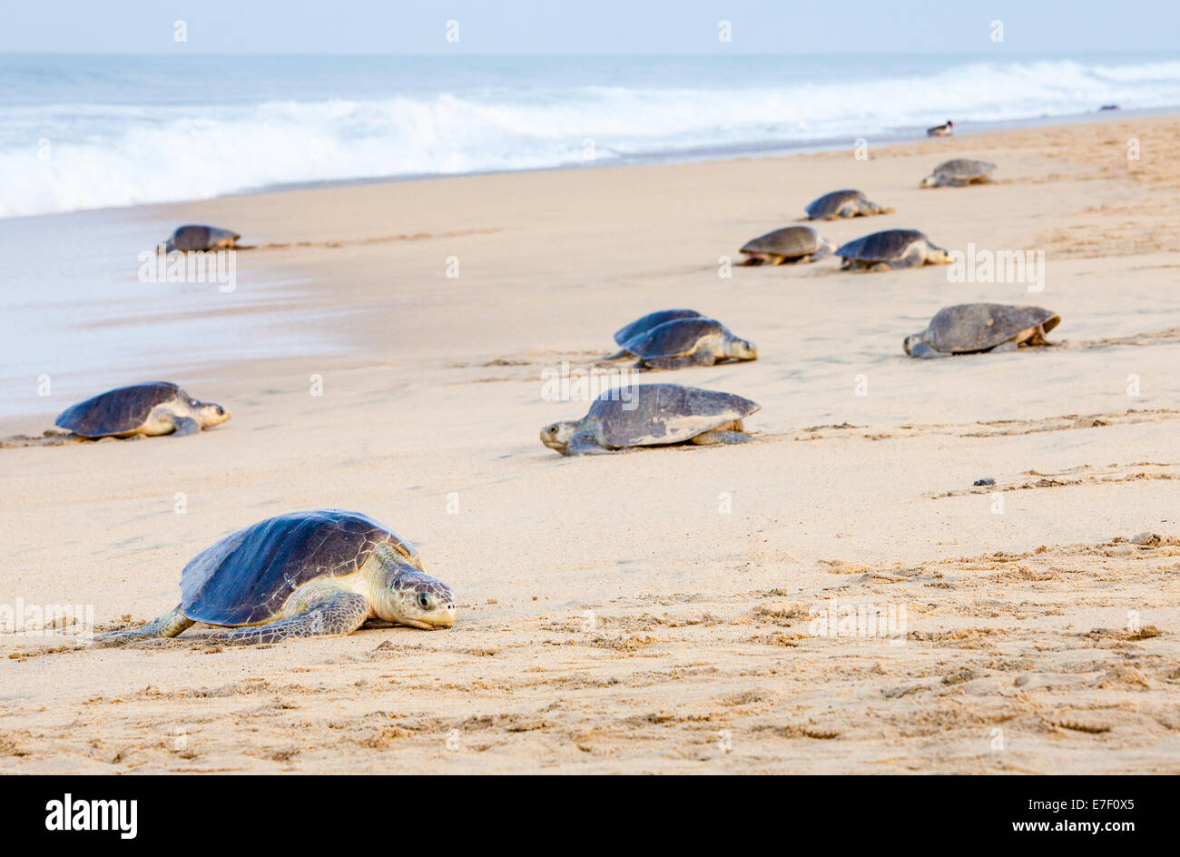 Erwachsenen Olive Ridley Schildkröten kommen an Land zur Eiablage am Strand von Ixtapilla, Michoacan, Mexiko. Stockfoto