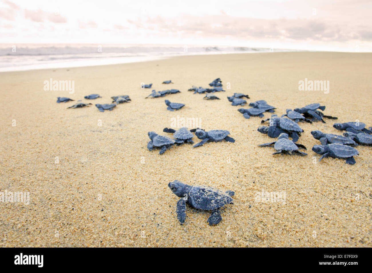 Frisch geschlüpfte Olive Ridley Meeresschildkröten begeben Sie sich auf den Pazifischen Ozean an der Ixtapilla, Michoacan Strand in Mexiko Stockfoto