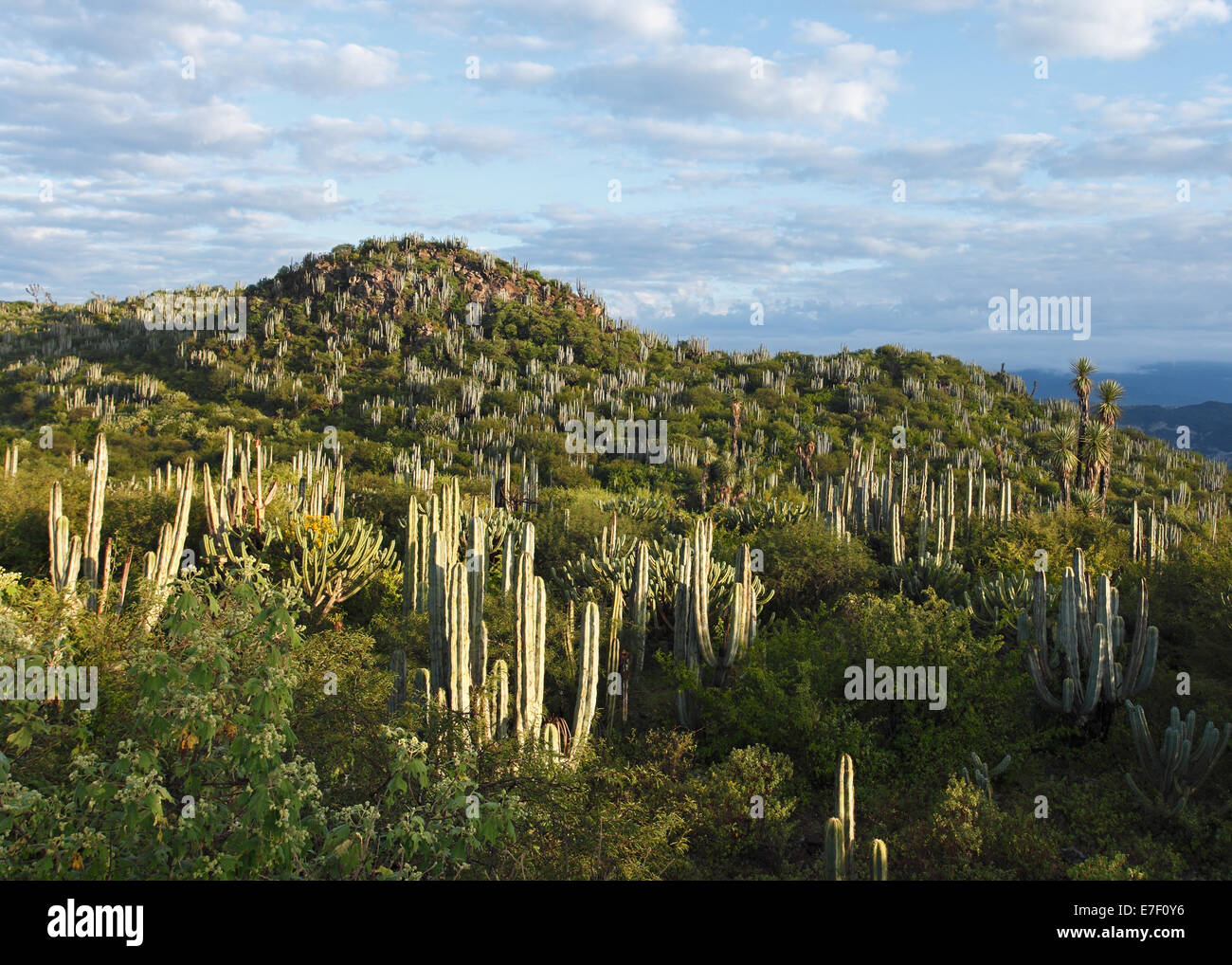 Kakteen-Landschaft in der Metztitlan Natural Reserve, Hidalgo, Mexiko Stockfoto