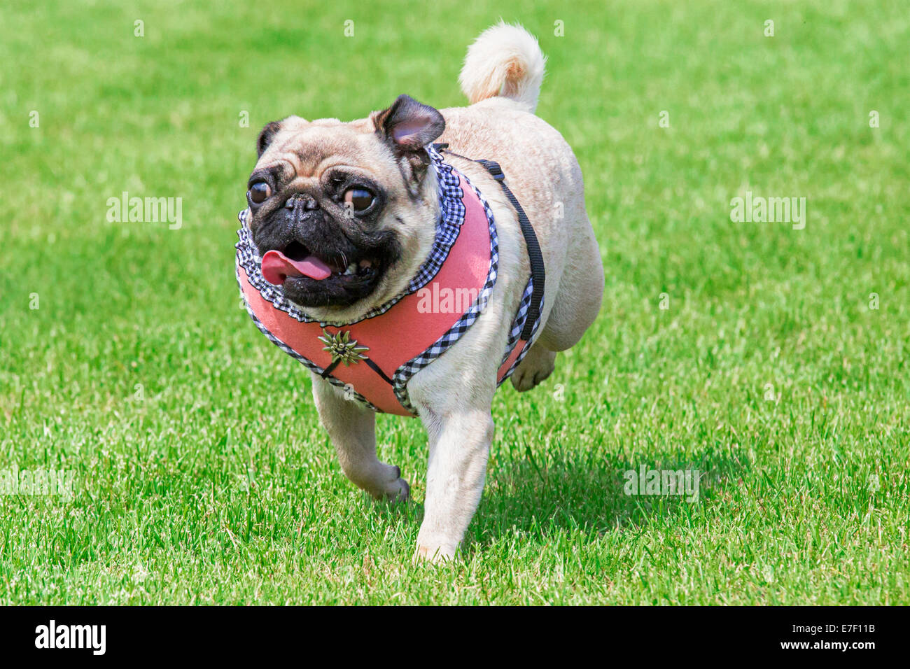 Laufenden Mops Hund mit ausgefallenen Dirndl Kleid und Edelweiss Brosche auf Oktoberfest Stockfoto
