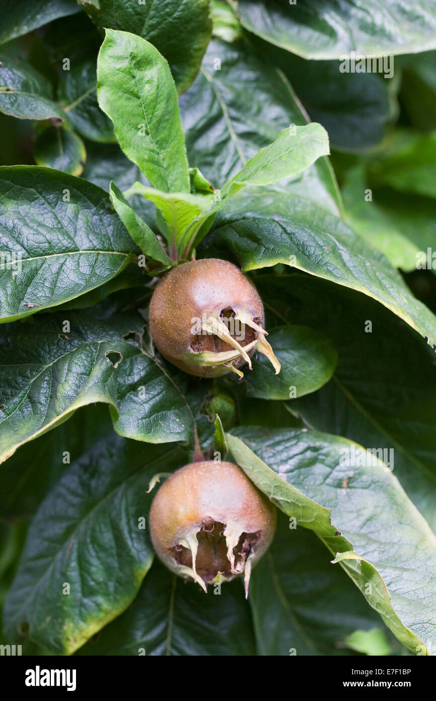 Canescens Germanica. Mispel Frucht am Baum. Stockfoto