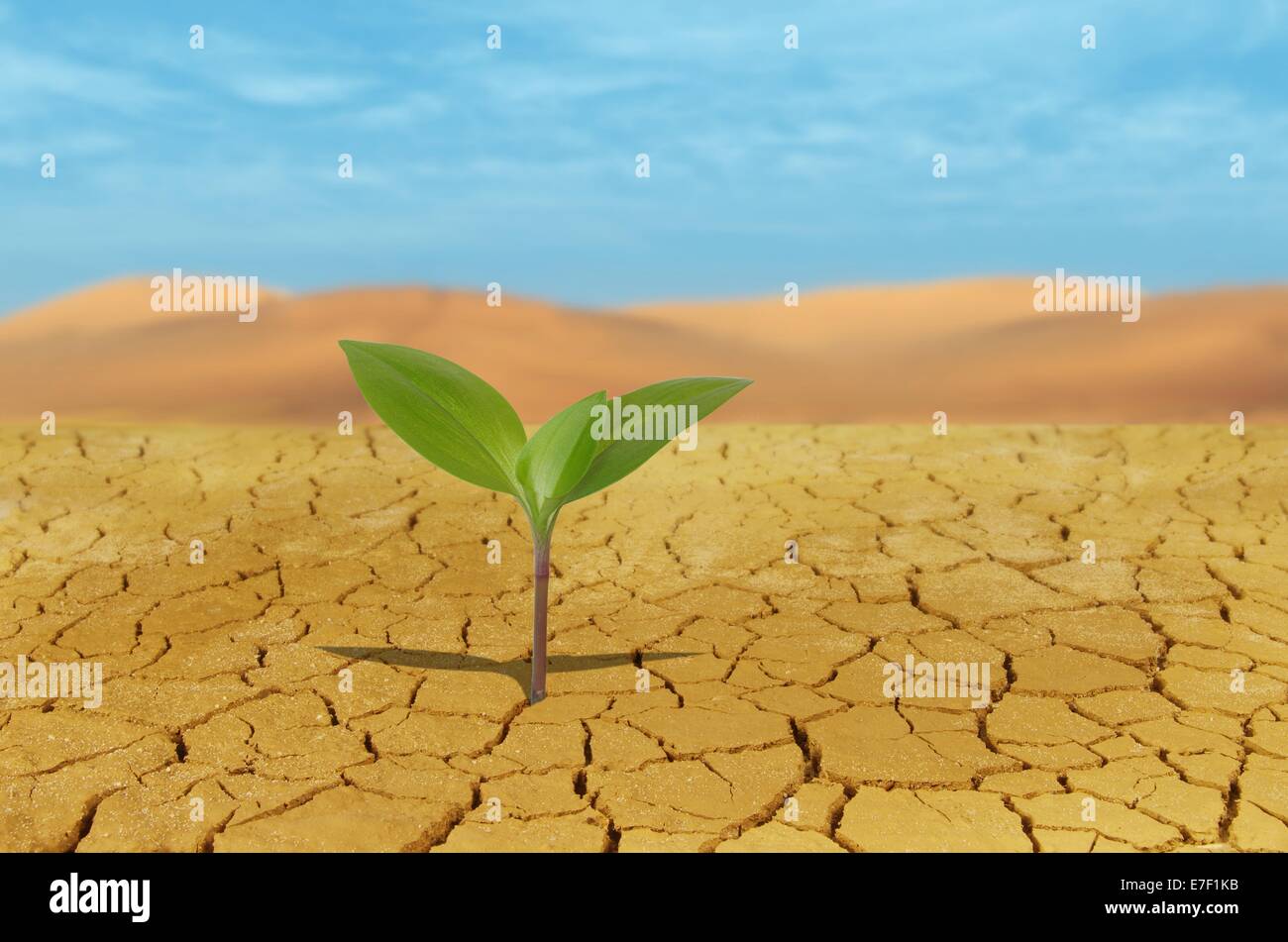 Grünpflanze auf Hintergrund von rissigen Boden Stockfoto