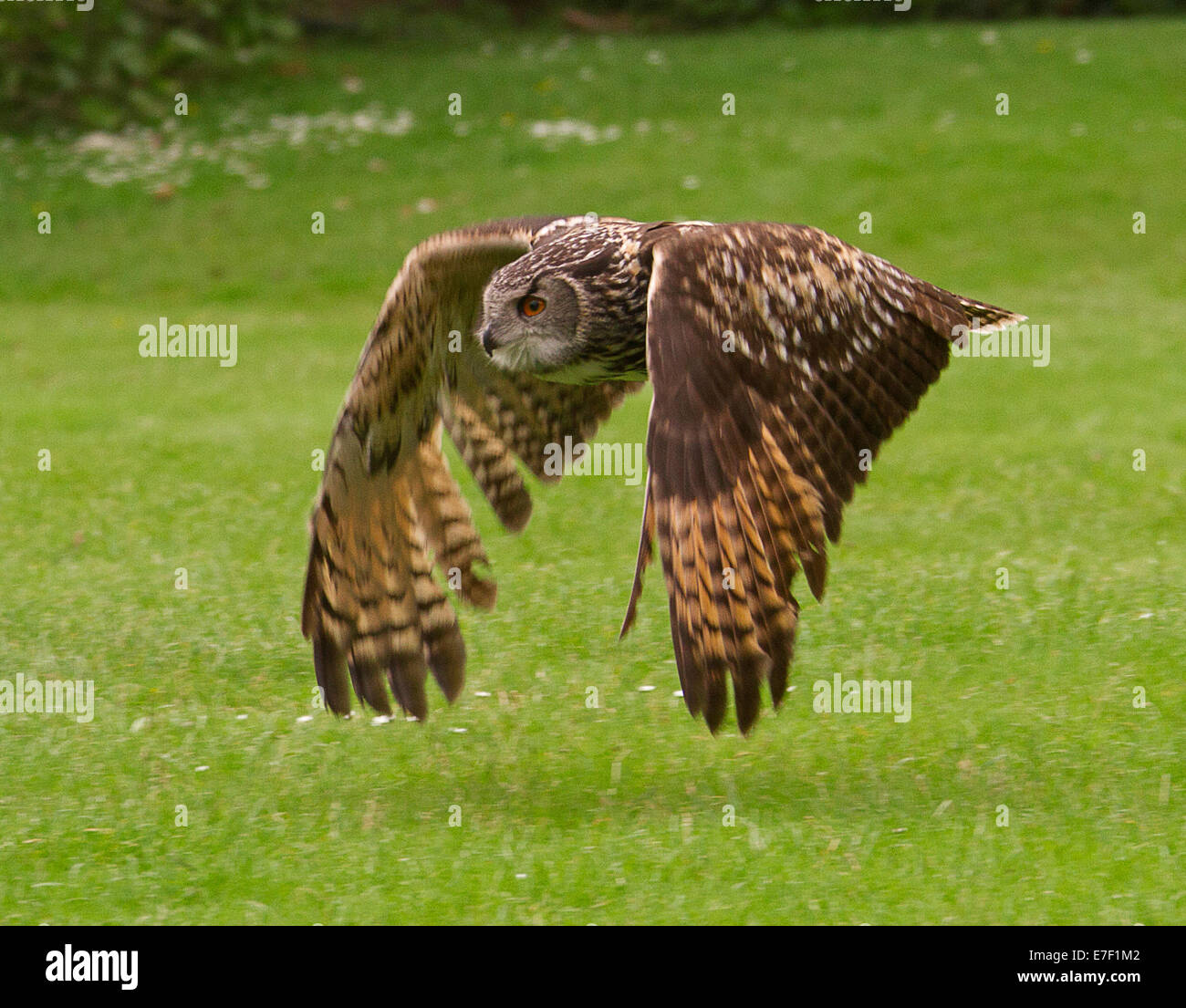 Britische Uhu, Bubo Bubo, während des Fluges an Owl Weltzentrum in Muncaster Castle in der Nähe von Ravenglass Cumbria England Stockfoto