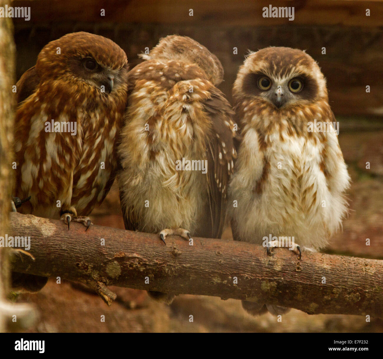 Drei australische südlichen Boobook Eulenküken an Owl Weltzentrum in Muncaster Castle in der Nähe von Ravenglass Cumbria, England Stockfoto