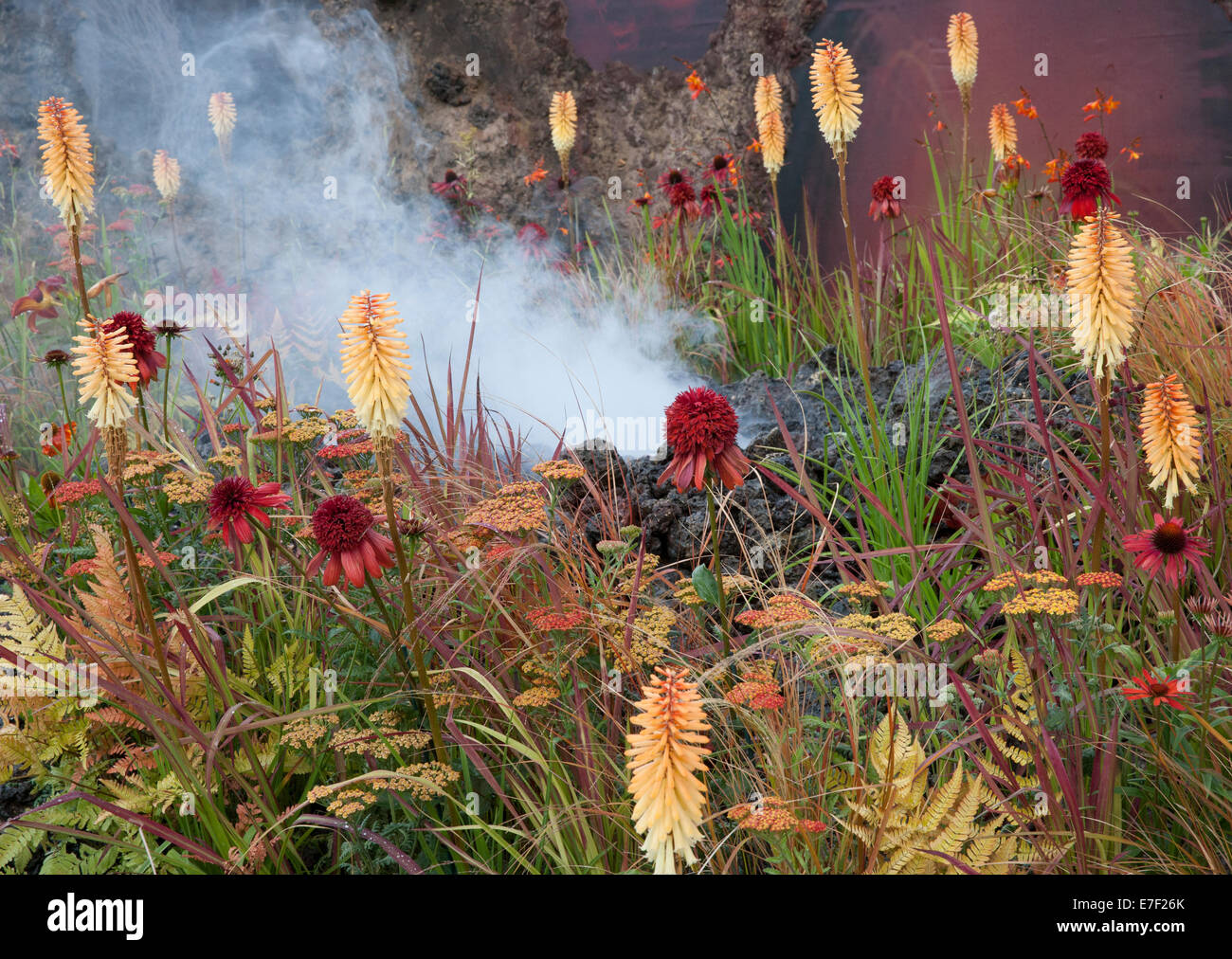 Garten - Zorn - Eruption des ungeheilten Wut - Blick auf Garten mit Lava-Bett und Pflanzung von Kniphophia Tetbury Stockfoto