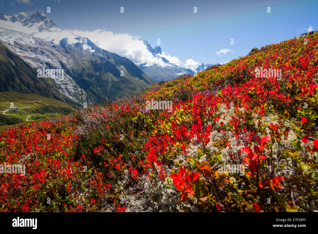 Der Mont-Blanc-Massiv aus Aiguillette des Posettes mit Heidelbeere Pflanzen färben sich im Spätsommer. Stockfoto