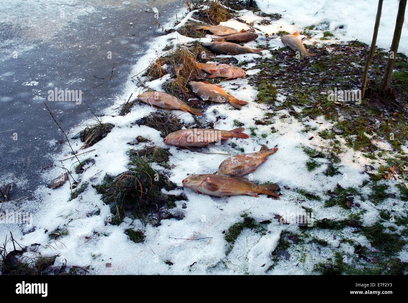 Tote Karpfen auf Schnee Stockfoto
