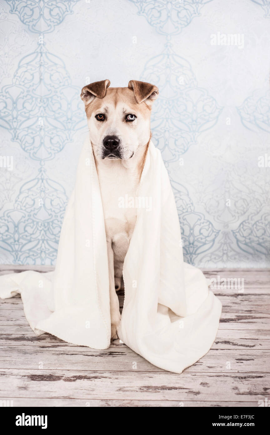 Akita oder Akita Inu Mix Hund in eine Decke gehüllt Stockfoto