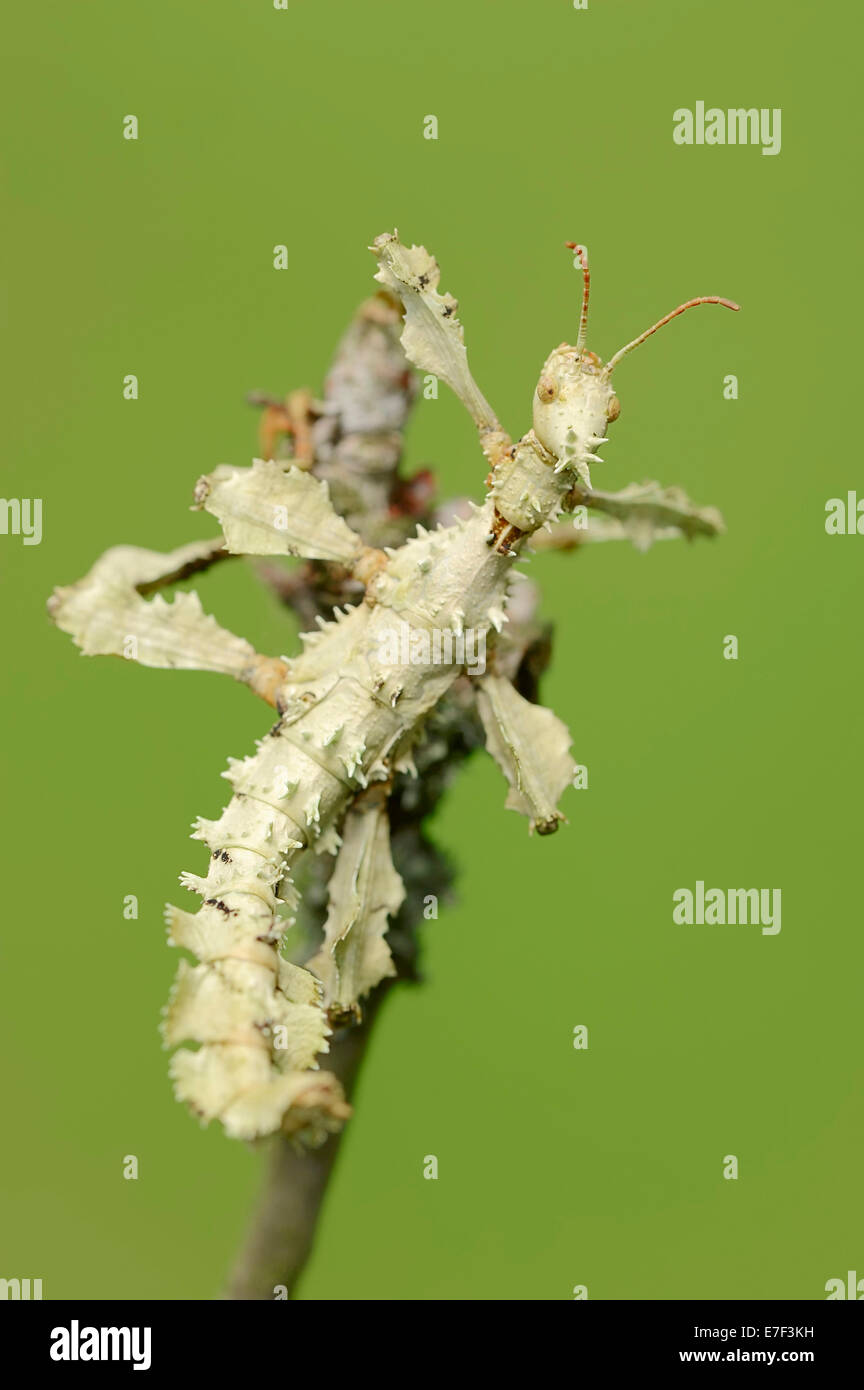 Riesige stacheligen Stabheuschrecke (Extatosoma Tiaratum), Weiblich, ursprünglich aus Australien, Gefangenschaft, North Rhine-Westphalia, Germany Stockfoto