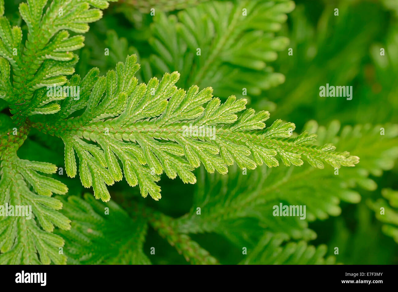 Spikemoss (Selaginella sp), Blatt, aus Asien, Zierpflanze, Deutschland Stockfoto